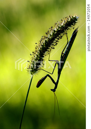 mantis religiosa and shadow 14971054