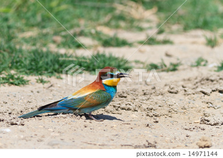 european bee eater 14971144