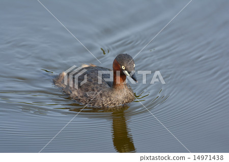 Katesburi在池塘里游泳 Katesburi在池塘里游泳 14971438