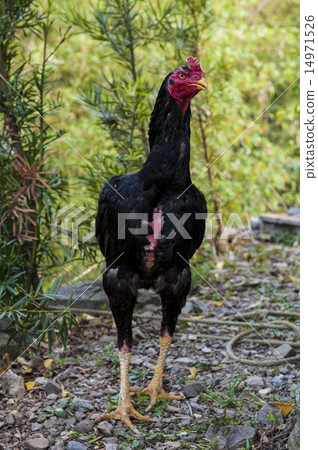 Military chicken 14971526