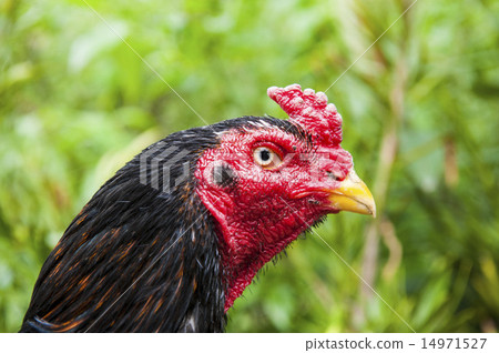 Military chicken 14971527