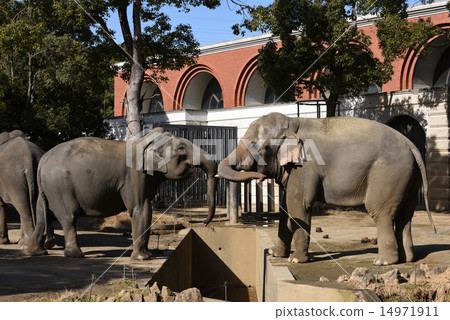 Indian elephant 14971911