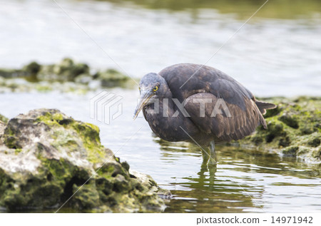 Kurosagi Kurosagi 14971942