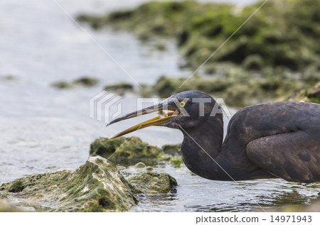 Kurosagi Kurosagi 14971943