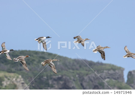 飛行的鳥類 14971946