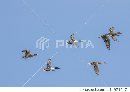 飛行的鳥類 14971947