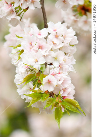 Sakura (weeping cherry blossoms in Sendai) Sakura (weeping cherry blossoms in Sendai) 14971950