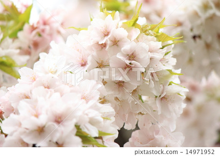 櫻花（仙台垂枝櫻花） 14971952