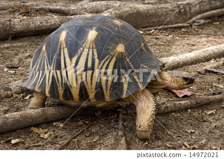 turtle in madagascar 14972021