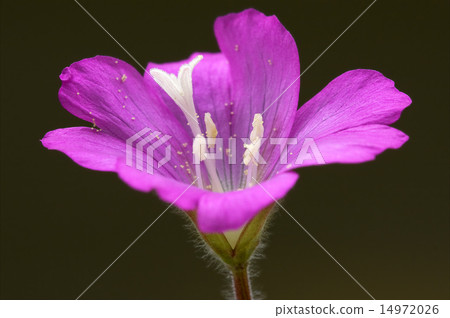 violet and brown 14972026