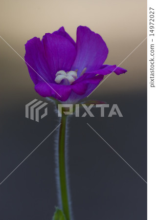 violet carnation  in grey and brown 14972027