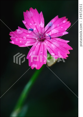 wild violet carnation parviflorum epilobium wild violet carnation parviflorum epilobium 14972031