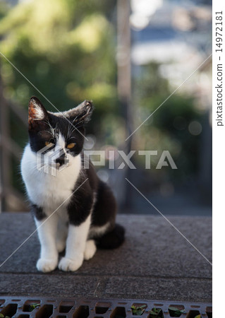 流浪貓 14972181