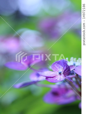紫色繡球花 紫色繡球花 14972186