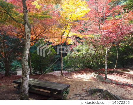 Red leaves Red leaves 14972295