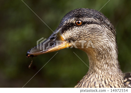 a duck eating a duck eating 14972554