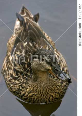 brown duck in the grey 14972562