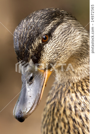 eye of a duck 14972565