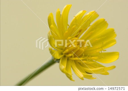 Hieracium Sylvaticum 14972571