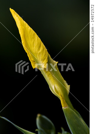 Iris Pseudacorus 14972572