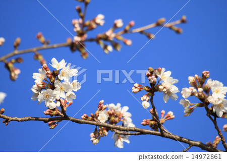 櫻花 14972861