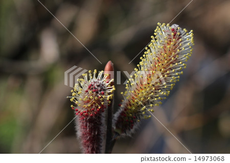 Catsunagaya (Cat Willow) Catsunagaya (Cat Willow) 14973068