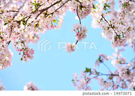 Blue sky and double cherry trees Blue sky and double cherry trees 14973071