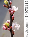 櫻花 14973112