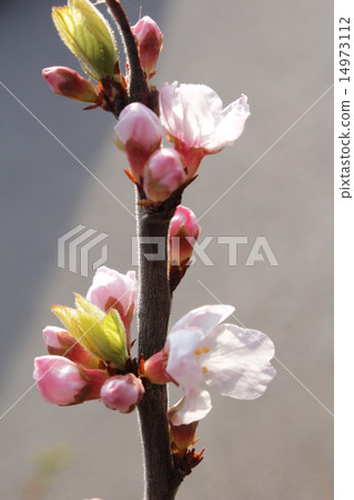 Cherry blossoms Cherry blossoms 14973112