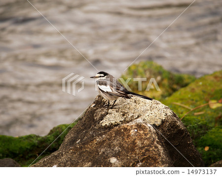 Wagtail Wagtail 14973137