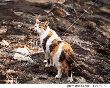 Stray cat Stray cat 14973138