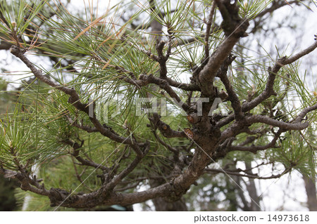 Matsuni Yani 14973618