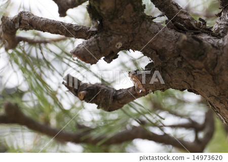 Matsuni Yani 14973620