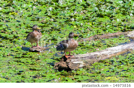 wild ducks sitting on a snag among water lilies 14973816