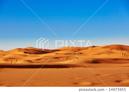 Camel caravan in Sahara desert Camel caravan in Sahara desert 14973955