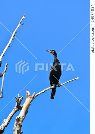 cormorant (phalacrocorax carbo ) 14974054