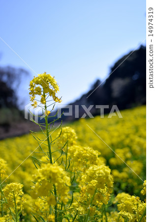 Rape blossoms Rape blossoms 14974319