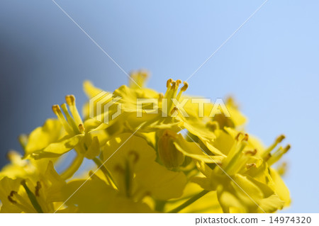 Rape blossoms Rape blossoms 14974320