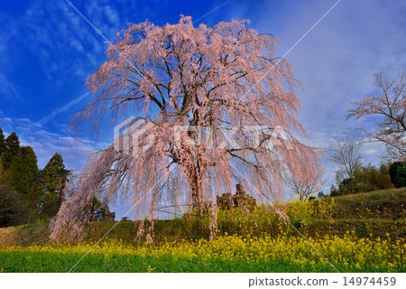 Oita cherry tree 14974459