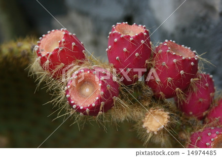 Prickly Pear Cactus Prickly Pear Cactus 14974485