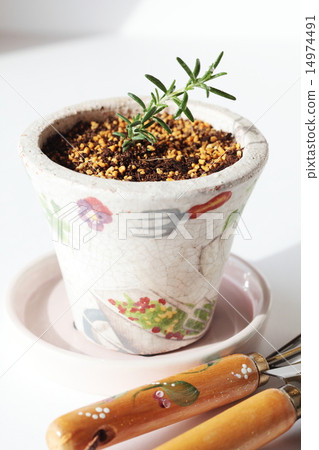Rosemary cuttings Rosemary cuttings 14974491