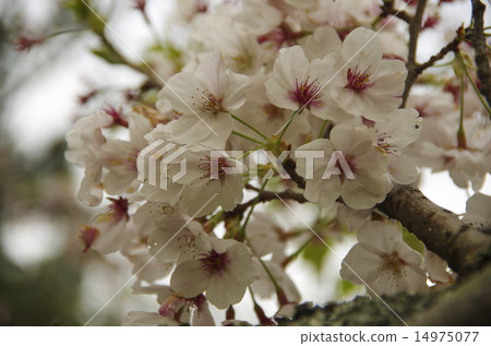 Cherry Blossom Cherry Blossom 14975077