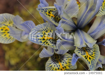 迷你鳶尾花和雨滴 14975081