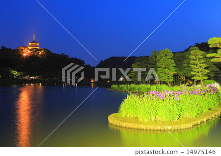 Sankeien Garden iris at night Sankeien Garden iris at night 14975146