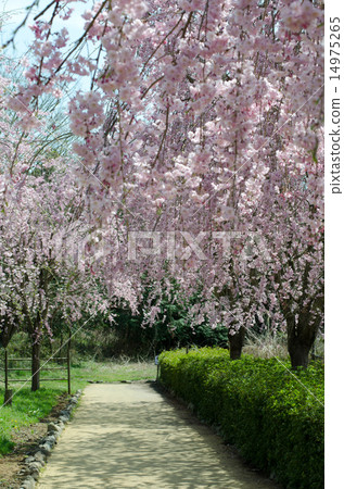 Fallen cherry blossoms (shitarre) 14975265