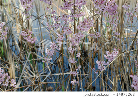 Splendid cherry blossoms at the waterside (Shidarekusakura) Splendid cherry blossoms at the waterside (Shidarekusakura) 14975268