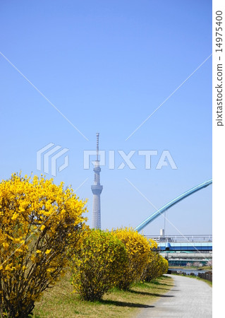 3月城市風景和城市景觀768東京天空樹和連翹 14975400