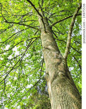 百合樹花 14975536