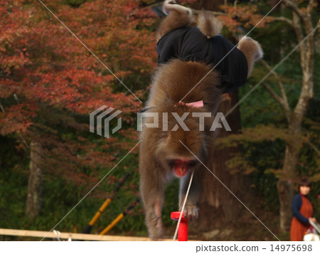 Standing on the stand 14975698