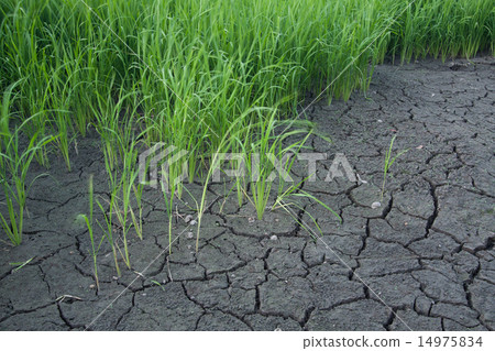 Seedlings of rice. Seedlings of rice. 14975834